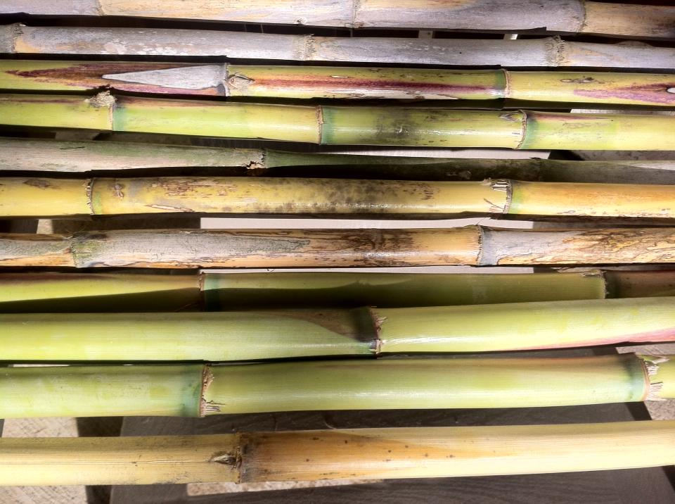 Cane Harvesting – Kristopher King